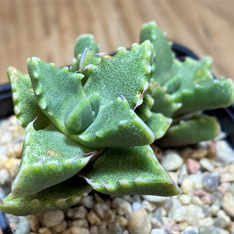 SH27095 Faucaria felina