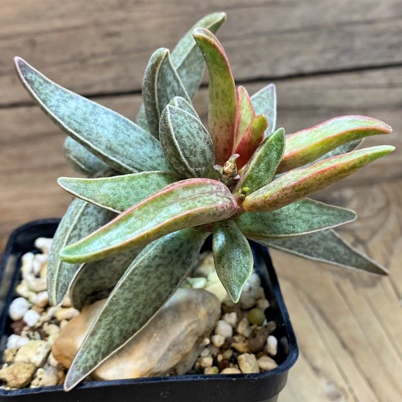 SH27096 Adromischus marianae -Richtersveld-