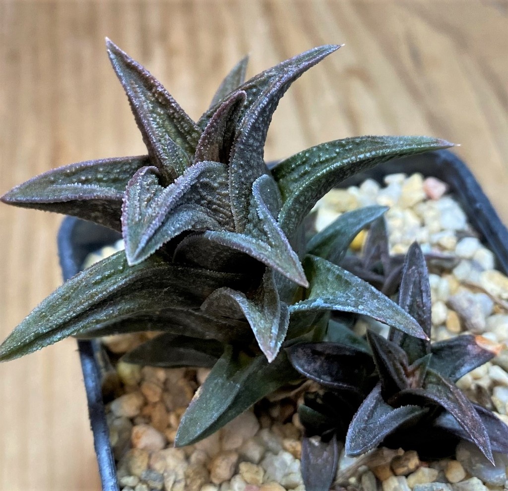 SH27072 Haworthia nigra x pygmaea - Image 2