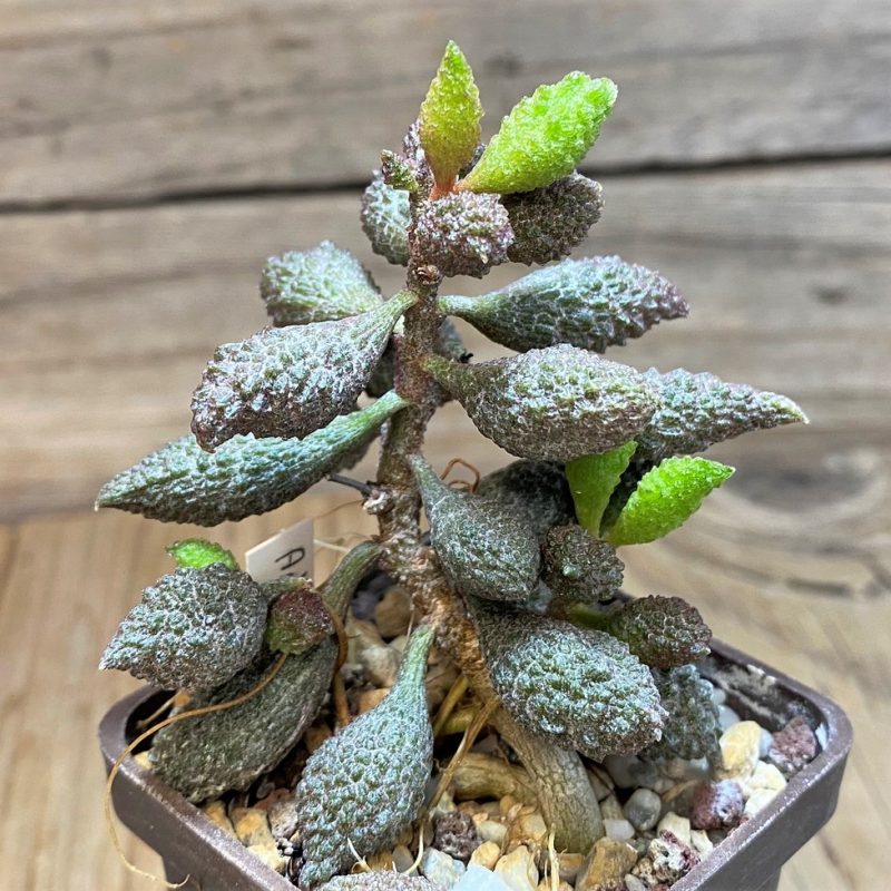 SH27099 Adromischus marianiae f. herrei