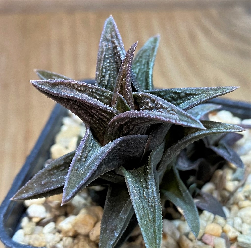 SH27072 Haworthia nigra x pygmaea