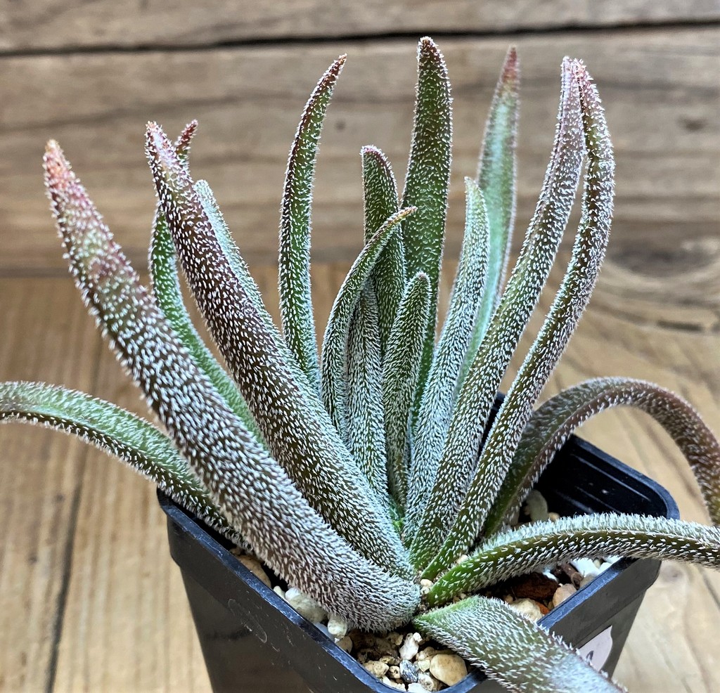 SH27100 Crassula hirta - Image 2