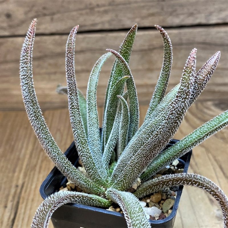 SH27100 Crassula hirta