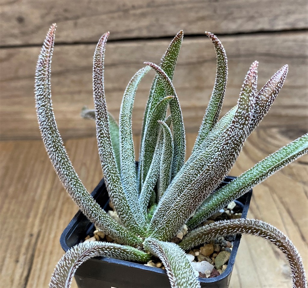 SH27100 Crassula hirta