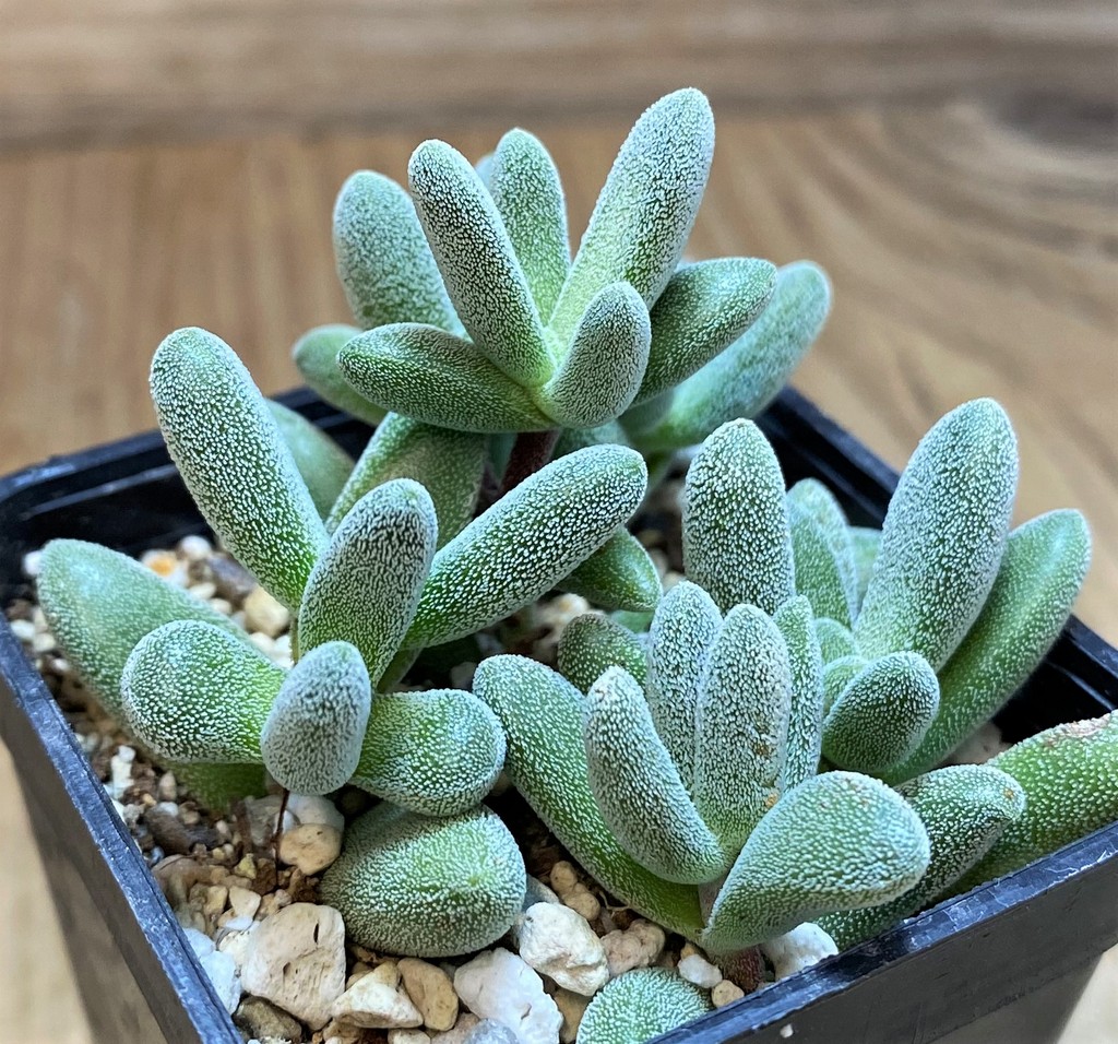 SH27101 Crassula namaquensis
