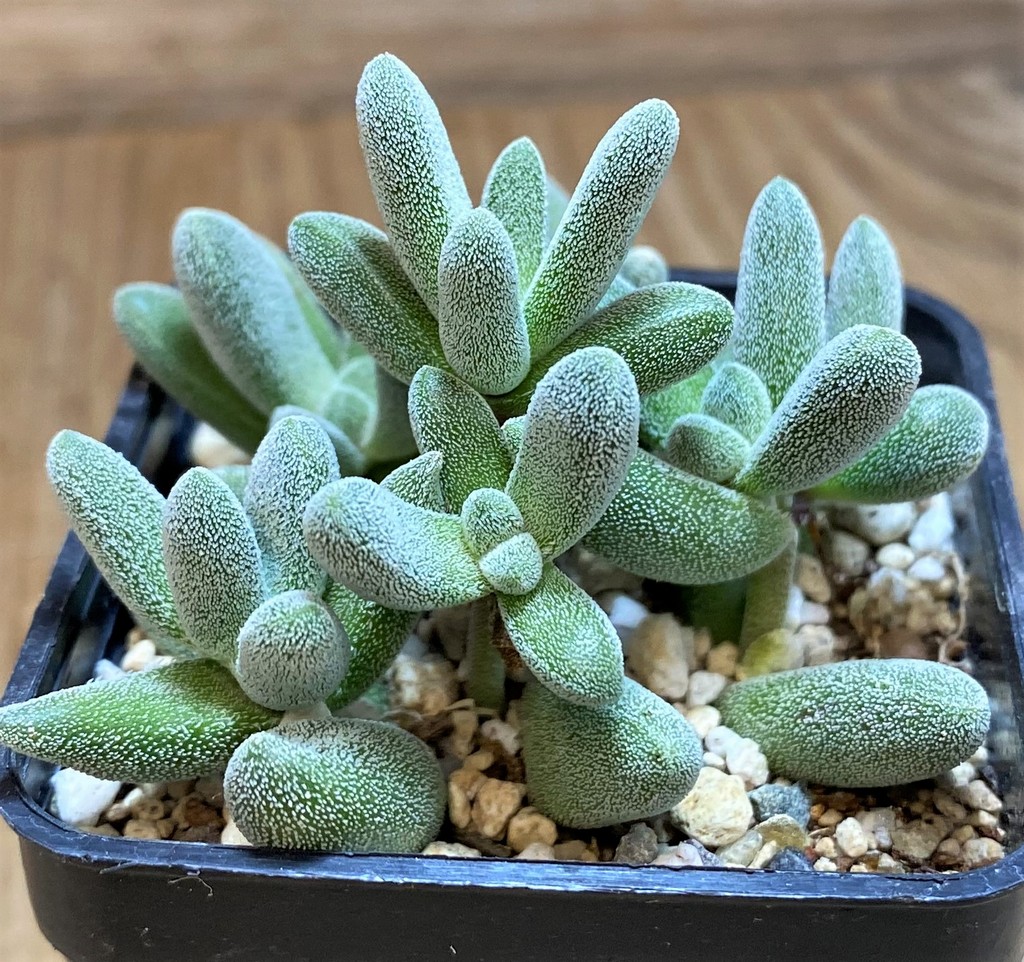 SH27101 Crassula namaquensis - Image 2