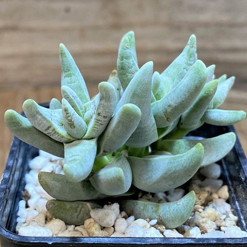 SH27102  Crassula cornuta