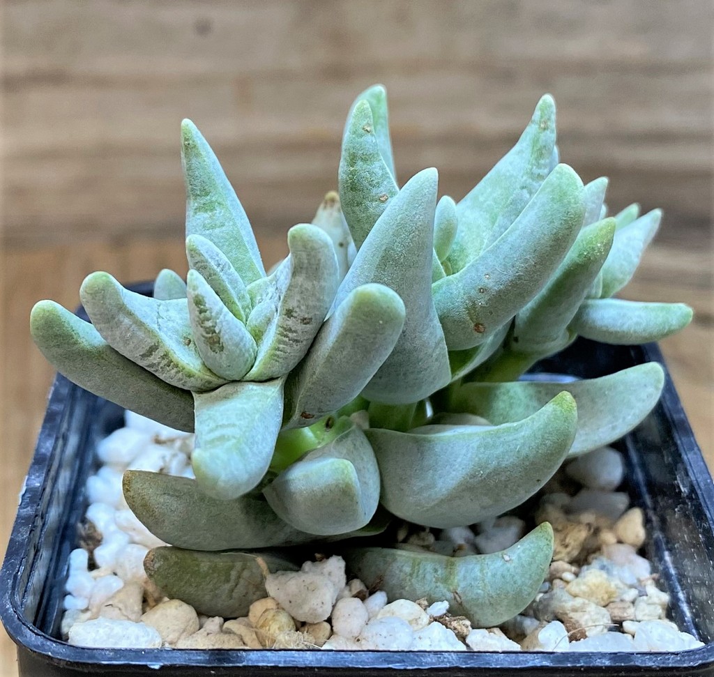 SH27102 Crassula cornuta
