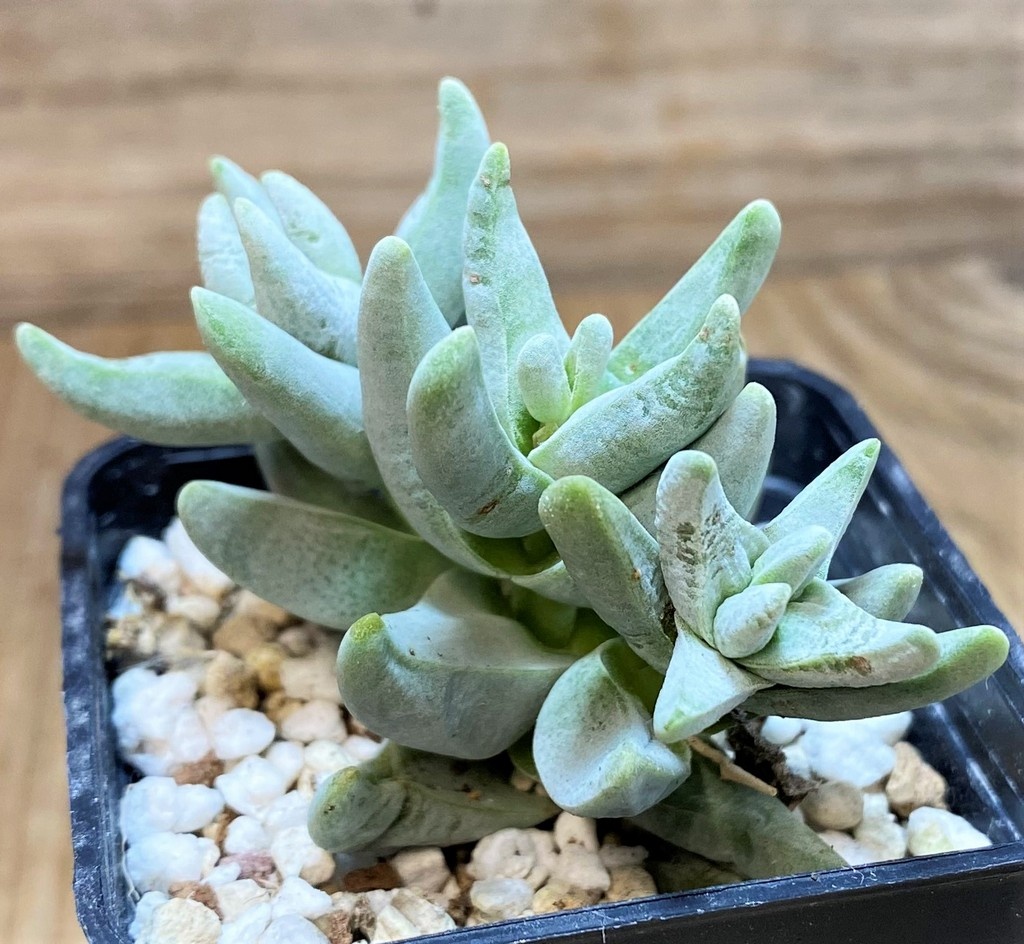 SH27102 Crassula cornuta - Image 2