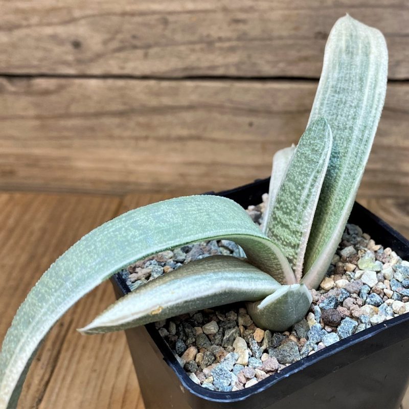 SH27291 Gasteria batesiana ‘White’
