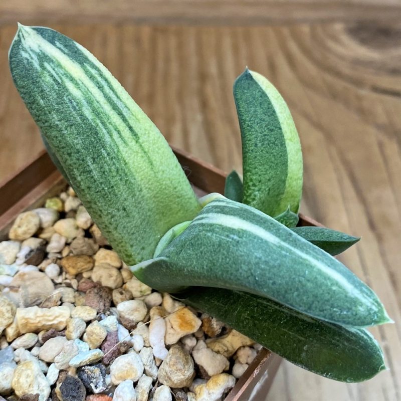 SH27292 Gasteria glomerata f. variegata