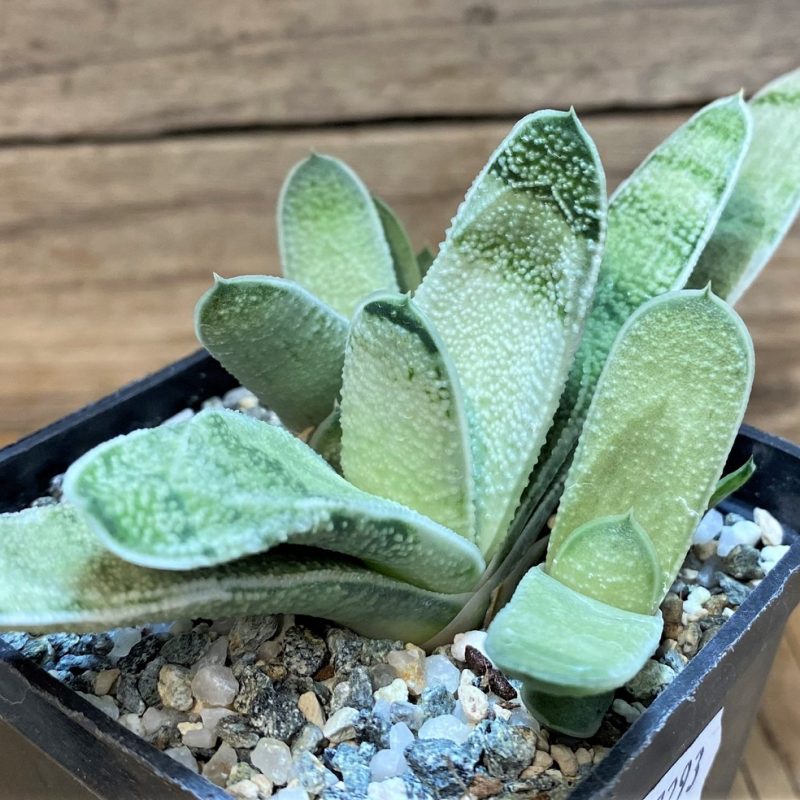 SH27293 Gasteria ‘Little Warty’ hybrid