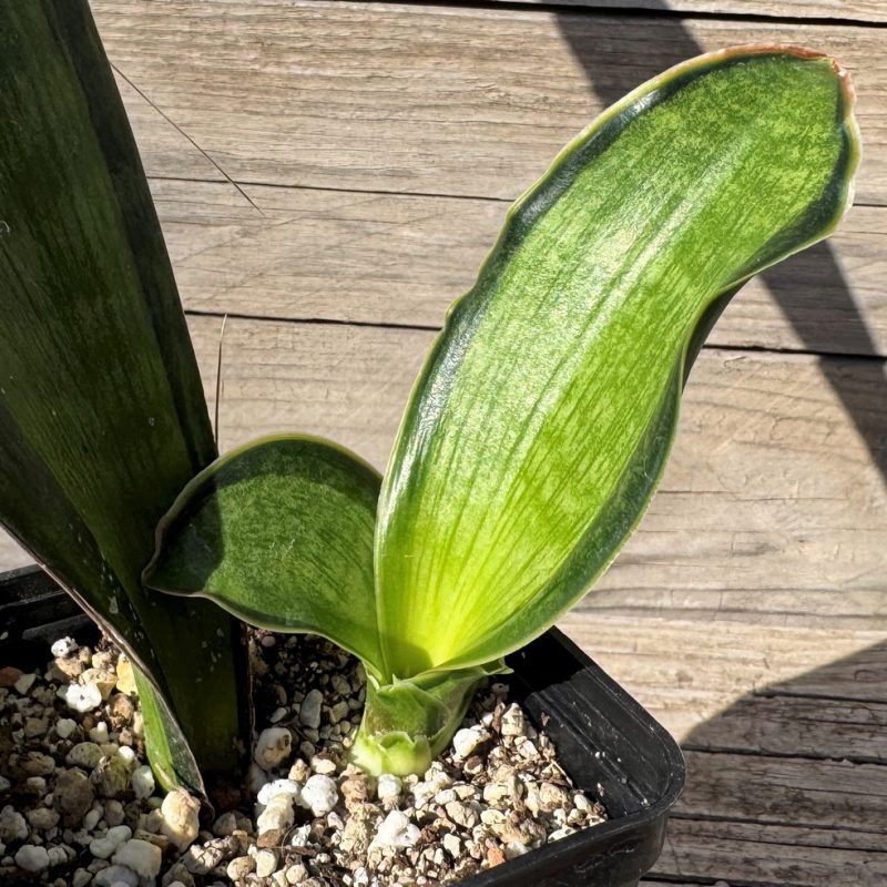 SH27247 Sansevieria ‘Malawi Phillipin’