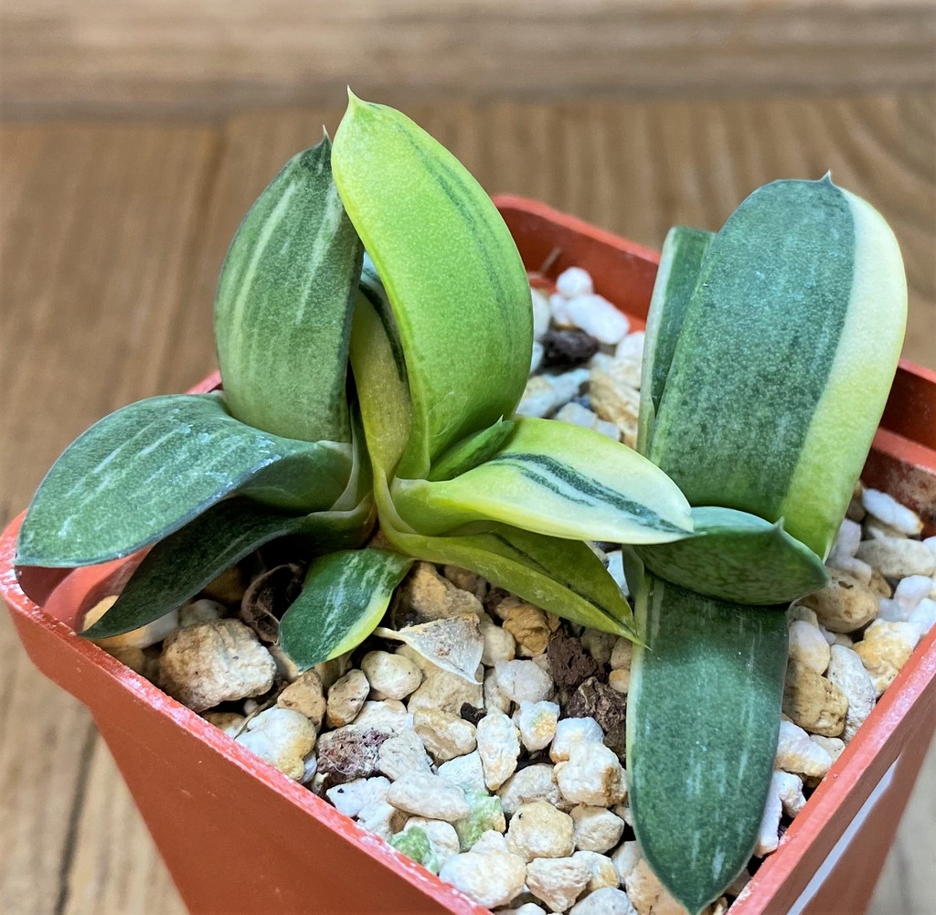 SH27294 Gasteria glomerata f. variegata - Image 2