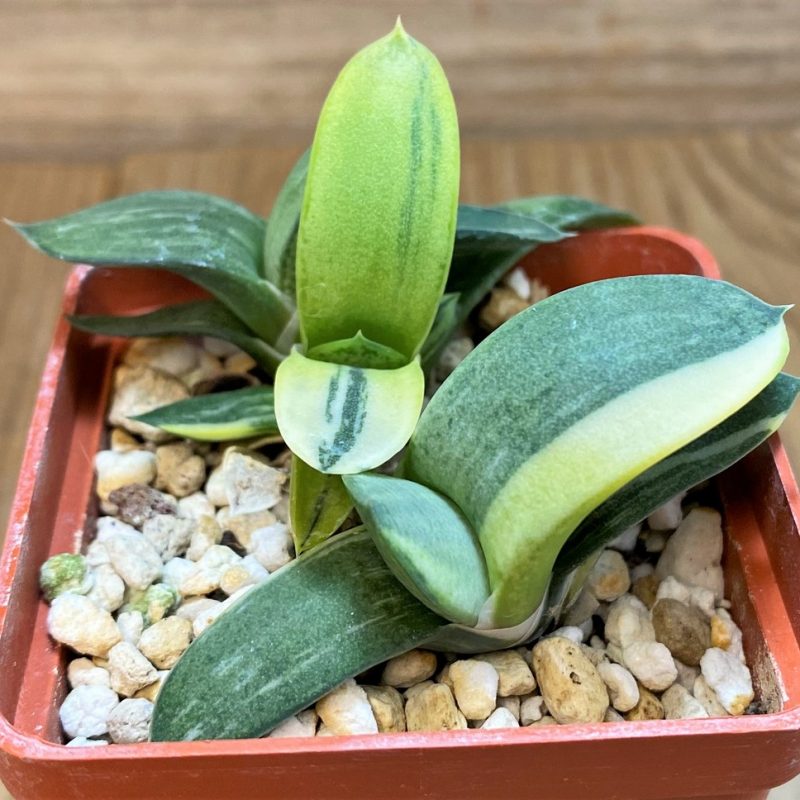 SH27294 Gasteria glomerata f. variegata