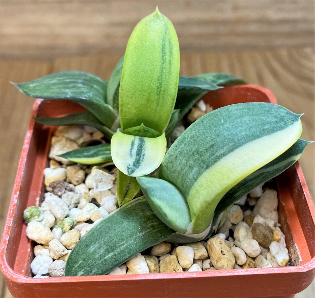 SH27294 Gasteria glomerata f. variegata