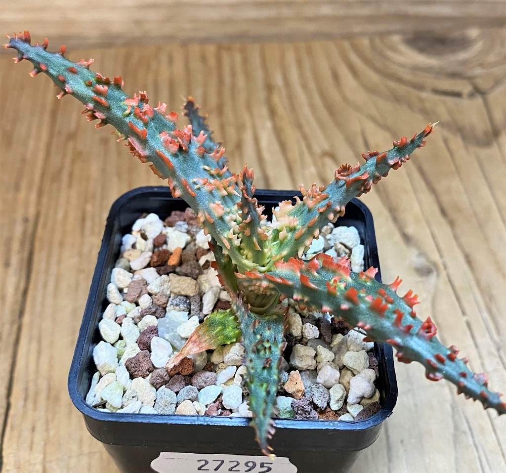 SH27295 Aloe TCT hybrid - Image 2