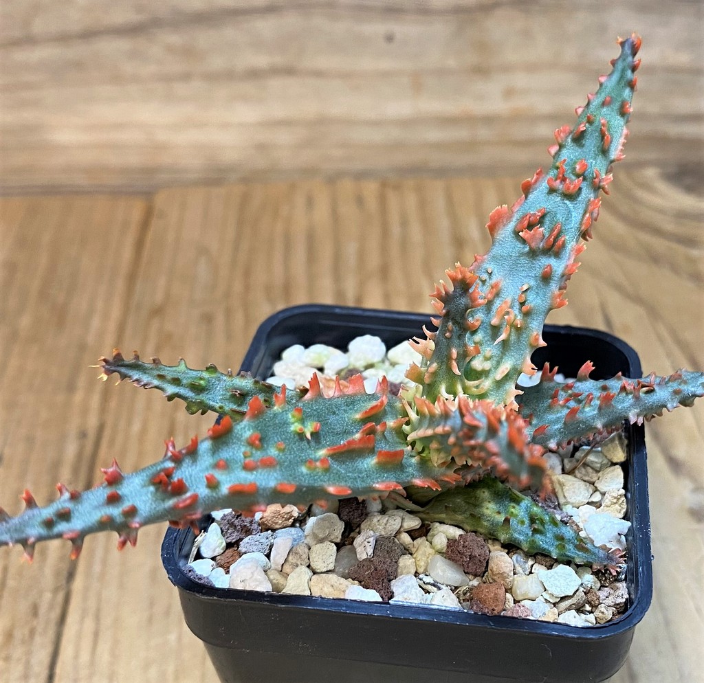 SH27295 Aloe TCT hybrid
