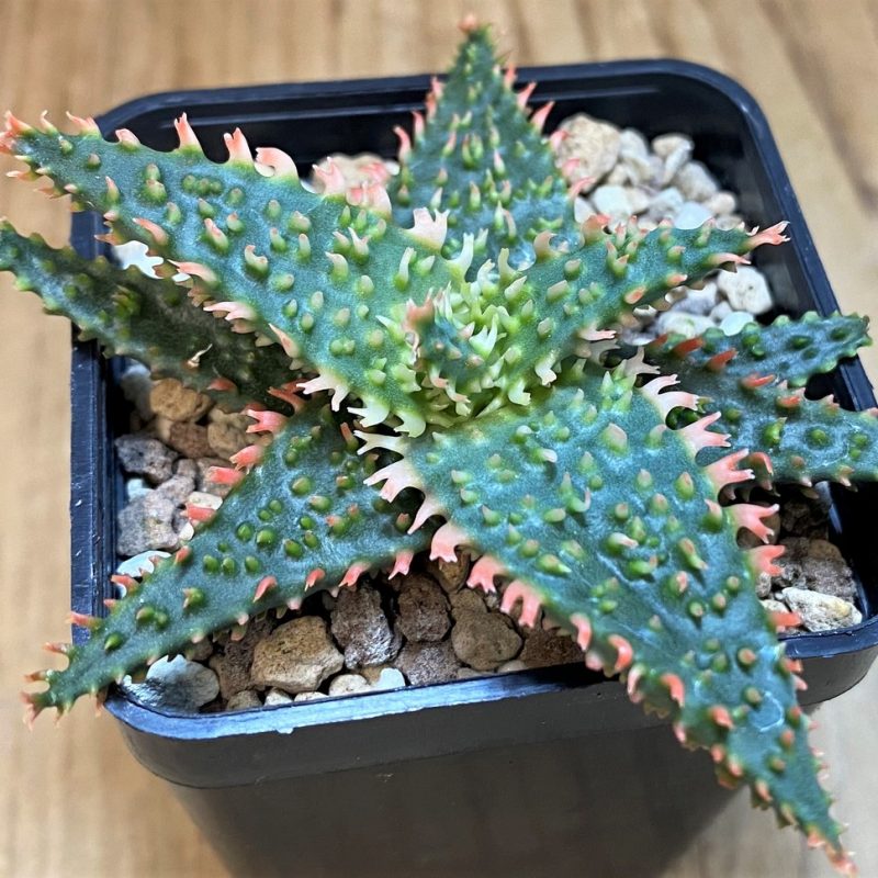SH27296 Aloe TCT hybrid