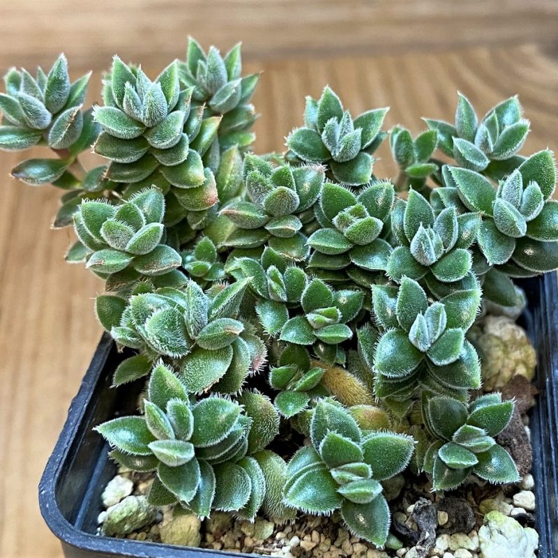 SH27297  Crassula sp.