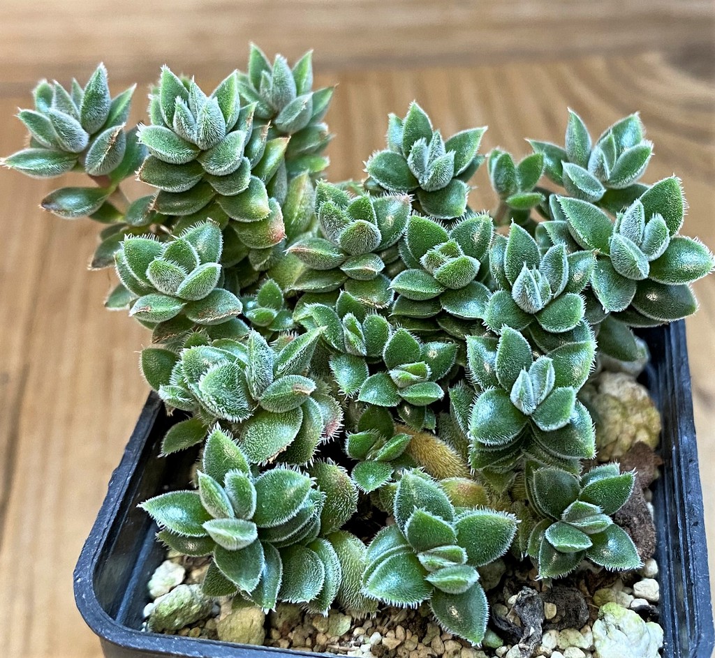 SH27297 Crassula sp.