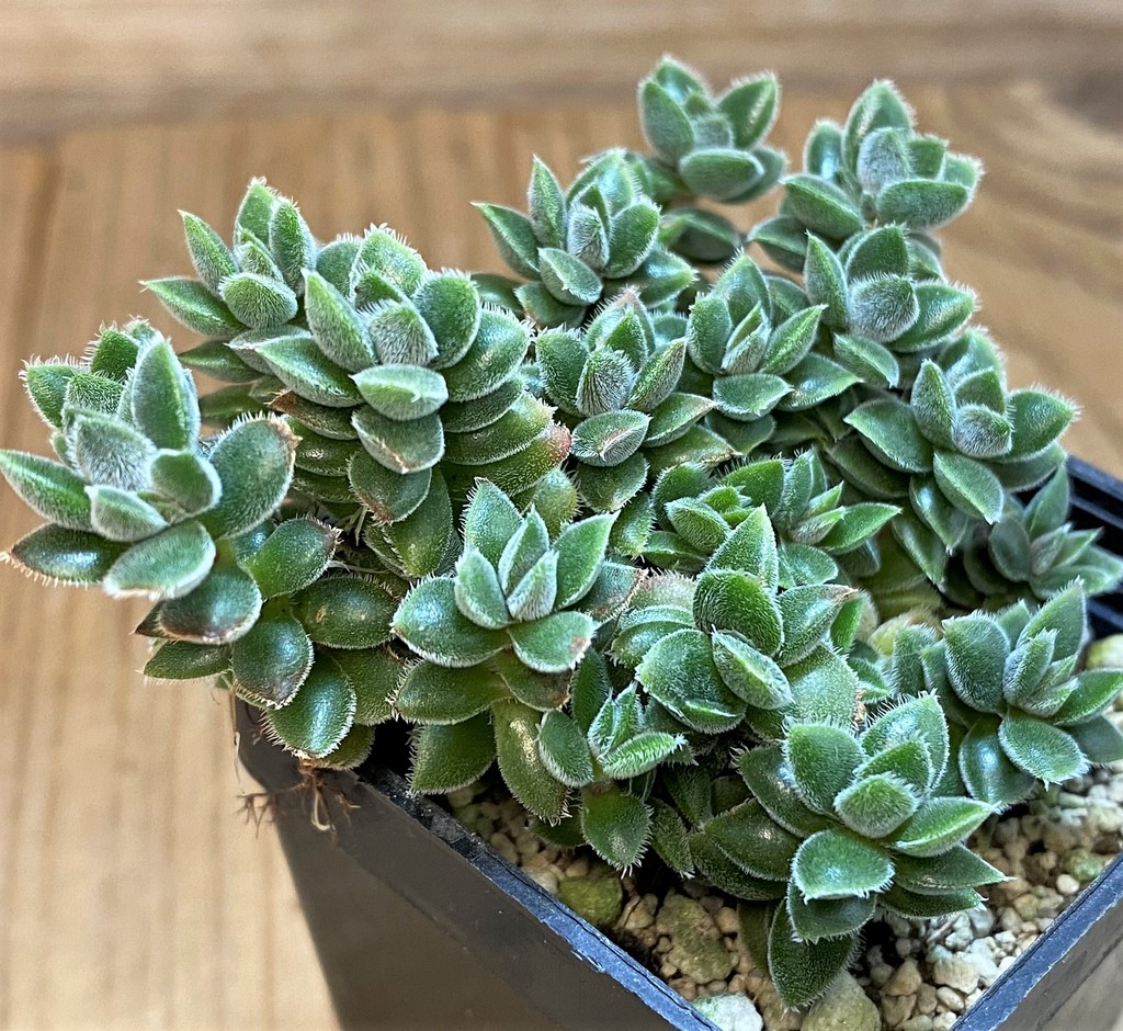 SH27297 Crassula sp. - Image 2