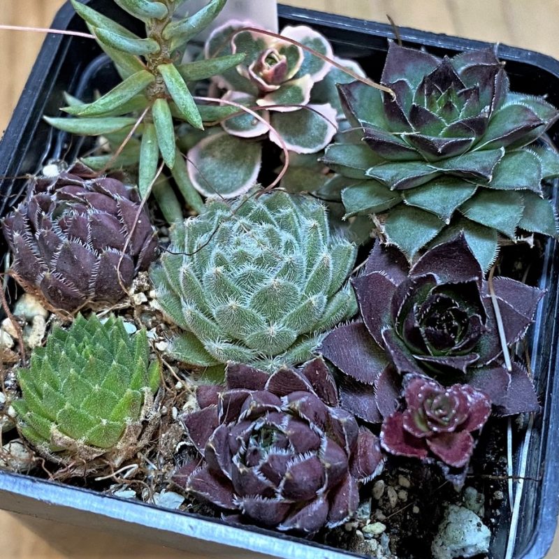 SH27298 Succulents mix (cold-resistant)