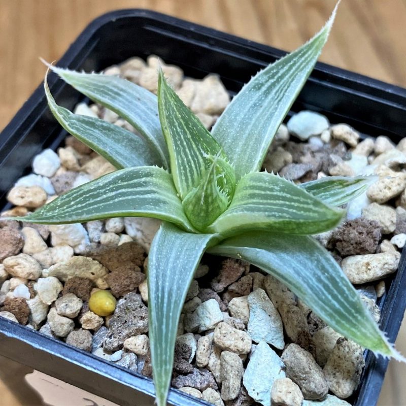 SH27299 Haworthia 'Grey Ghost'