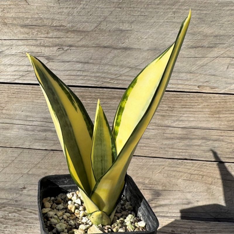 SH27248 Sansevieria 'Splash'