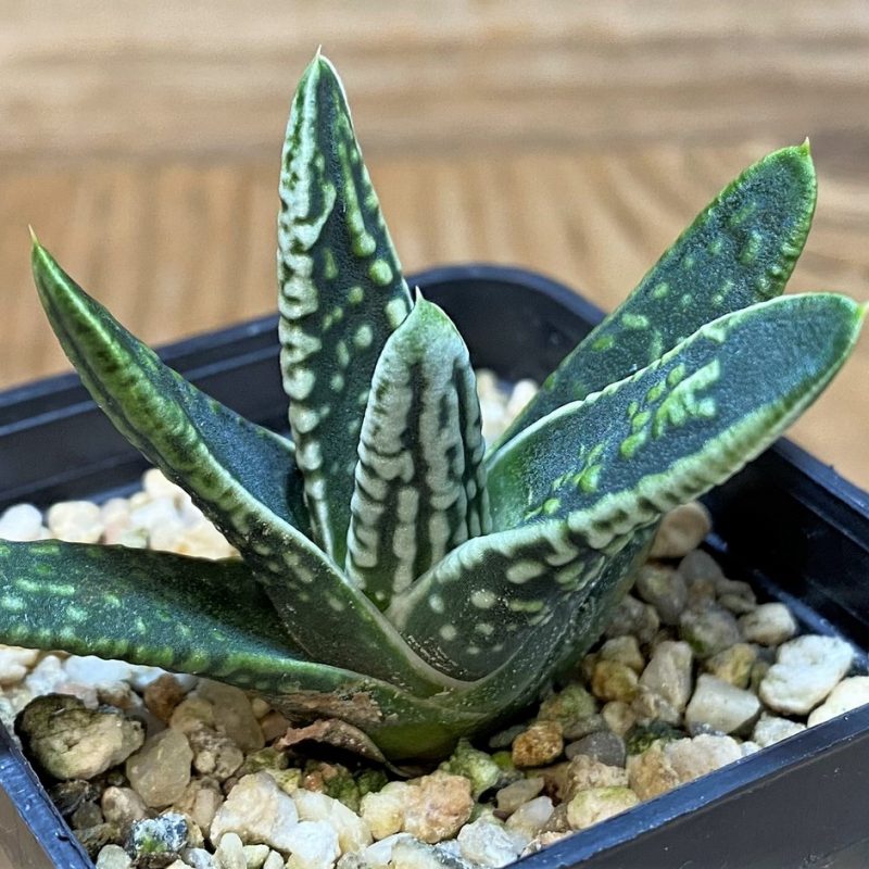 SH27300 Haworthia pumila 'Emperor'