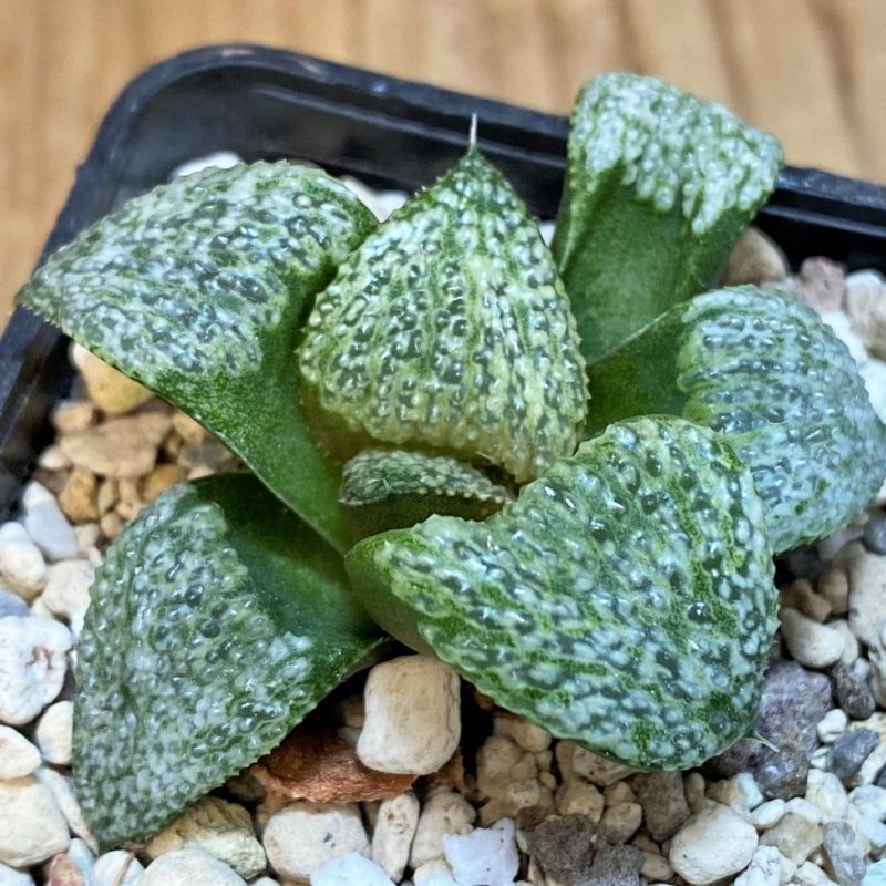 SH27301 Haworthia splendens GM452