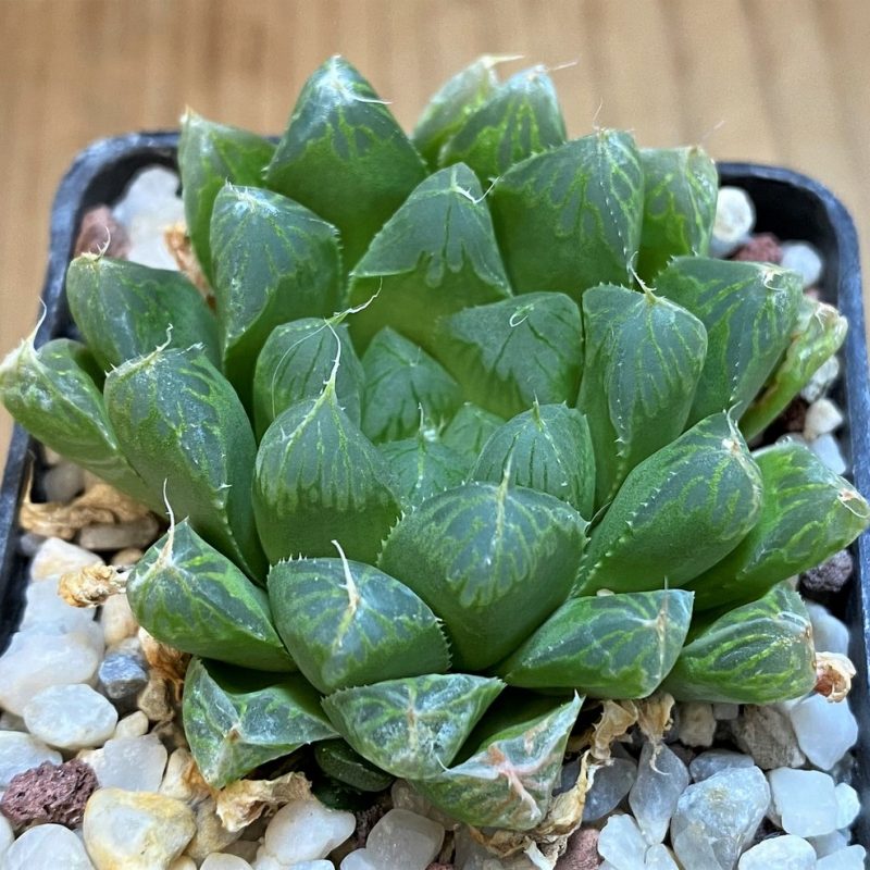 SH27302 Haworthia cooperi v. pilifera