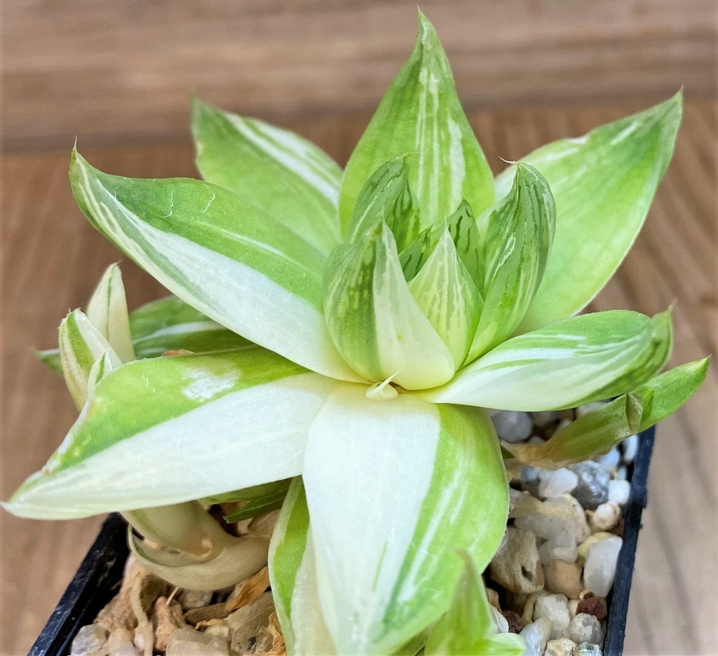 SH27303 Haworthia cymbiformis f. variegata - Image 2