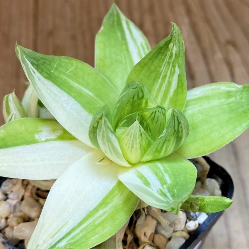 SH27303 Haworthia cymbiformis f. variegata