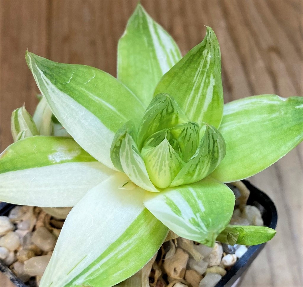SH27303 Haworthia cymbiformis f. variegata