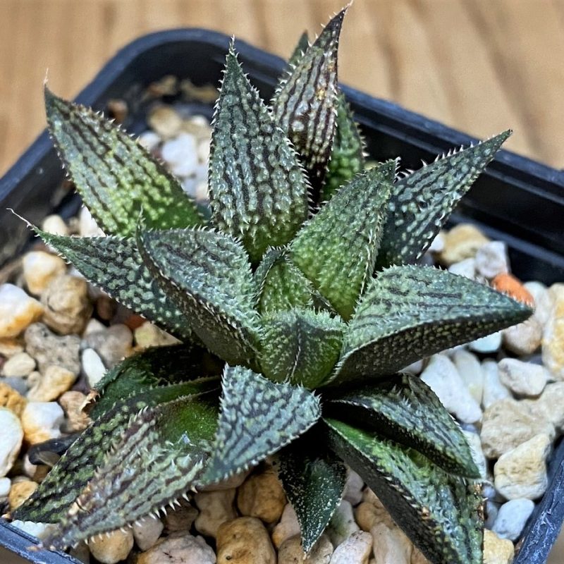 SH27305 Haworthia 'Snow Ball' hybrid