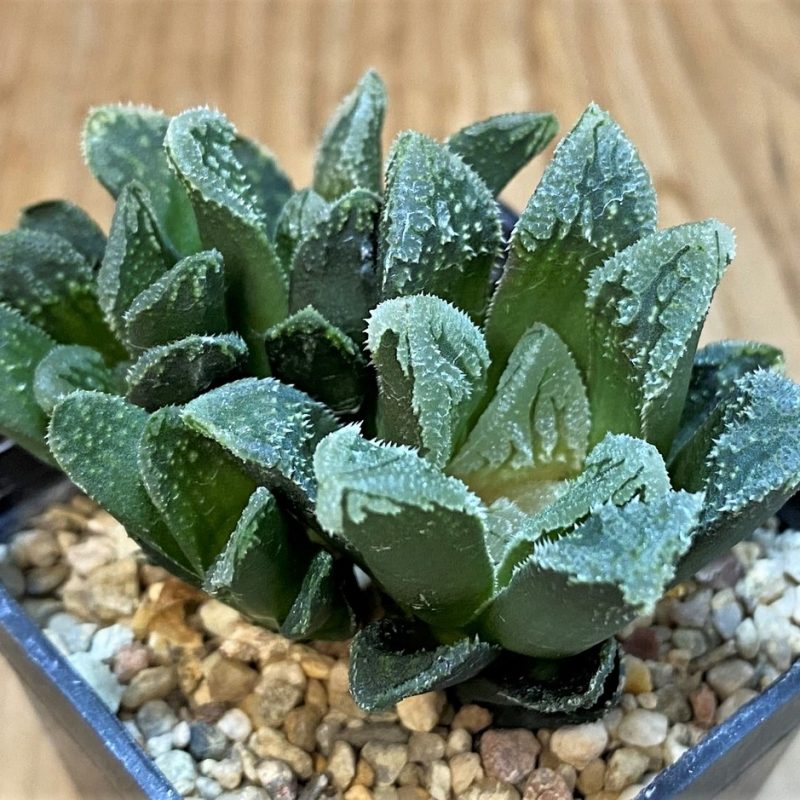 SH27306 Haworthia hybrid