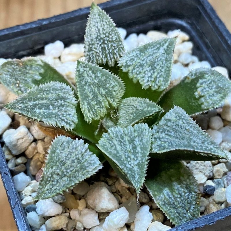 SH27307 Haworthia pygmaea 'Crystallina'