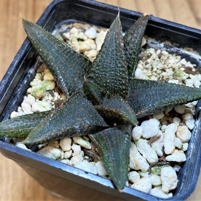 SH27308 Haworthia koelmaniorum