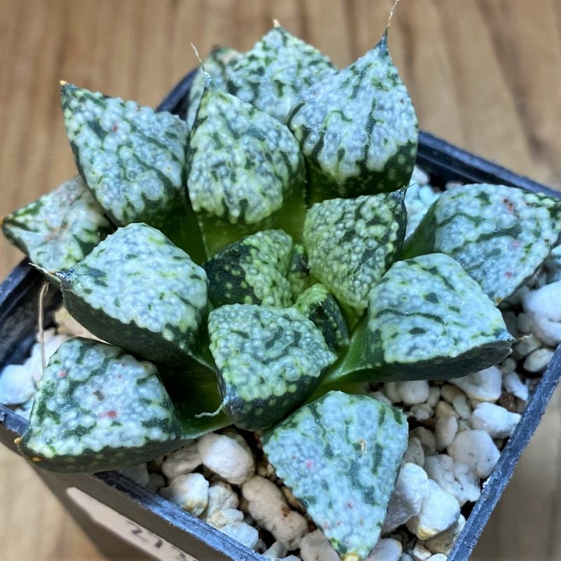 SH27309 Haworthia picta ‘Pandora’