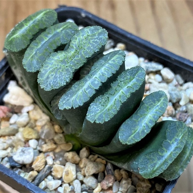 SH27310 Haworthia truncata -Japan-