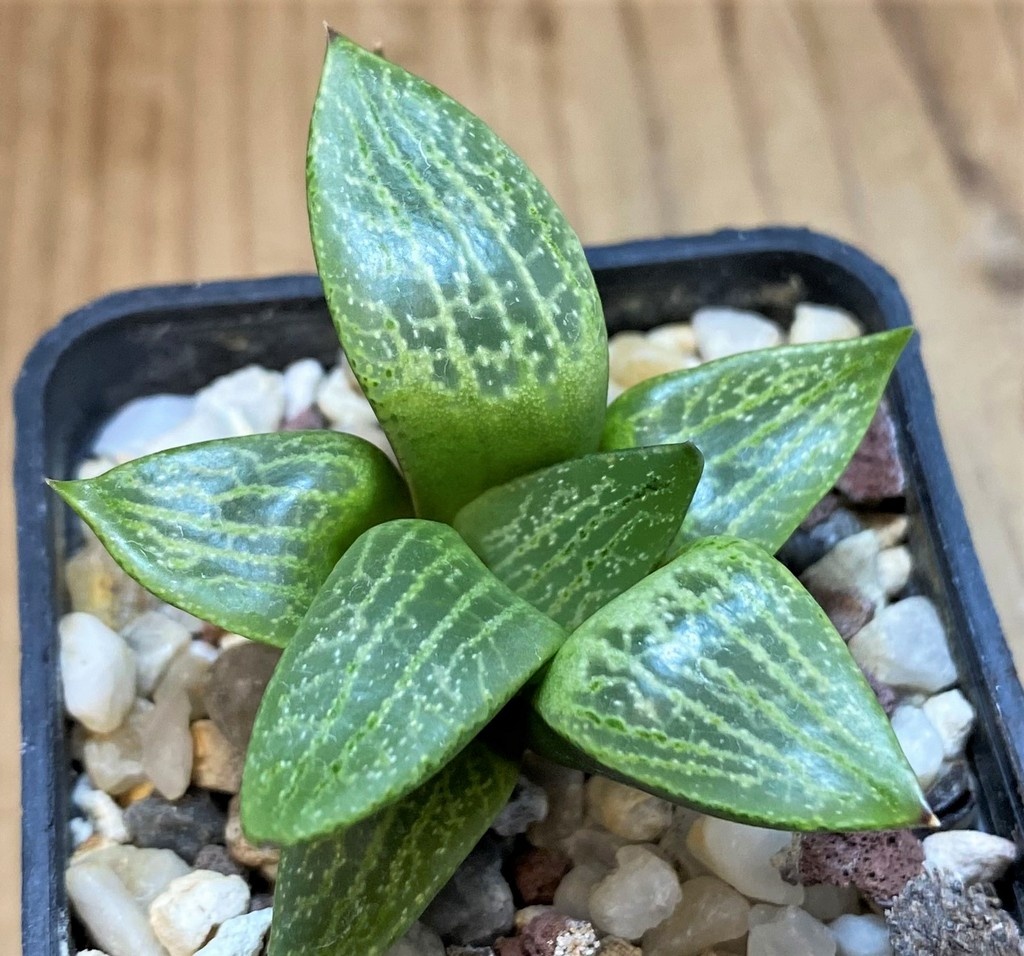 SH27311 Haworthia comptoniana – Bild 2
