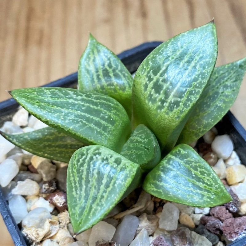 SH27311 Haworthia comptoniana
