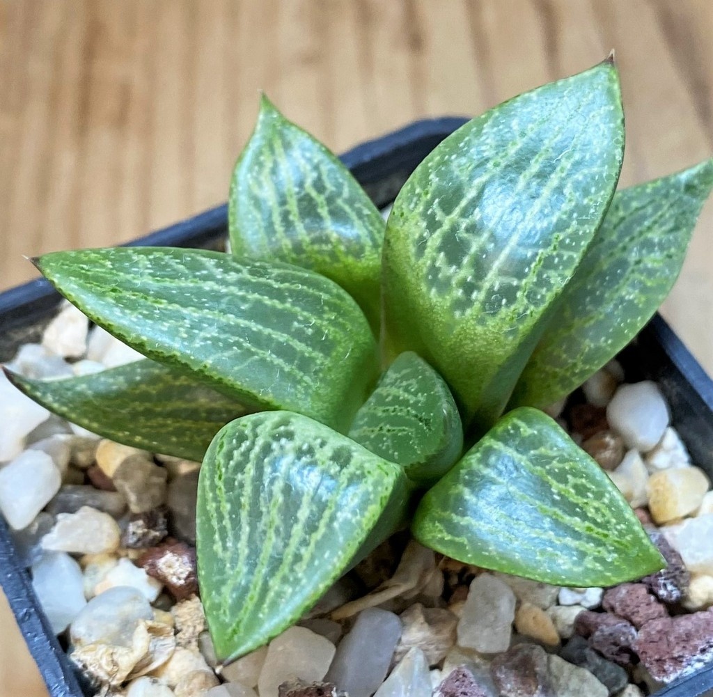 SH27311 Haworthia comptoniana