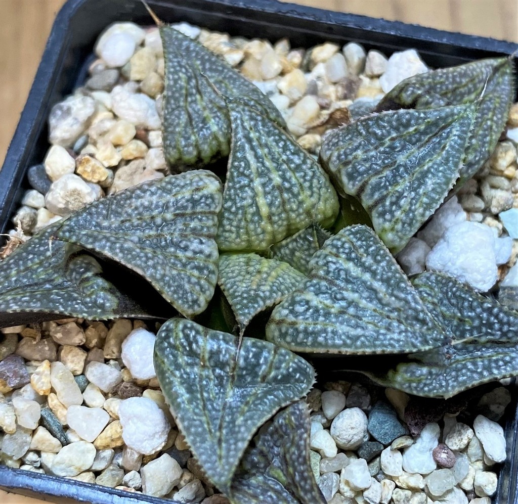 SH27313 Haworthia splendens x groenewaldii – Bild 2