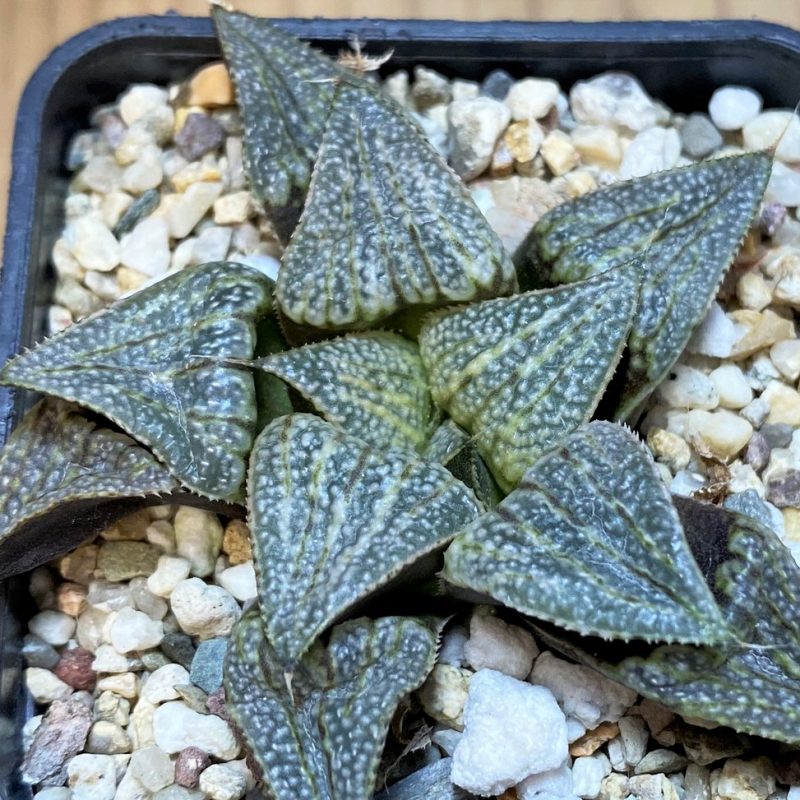 SH27313 Haworthia splendens x groenewaldii
