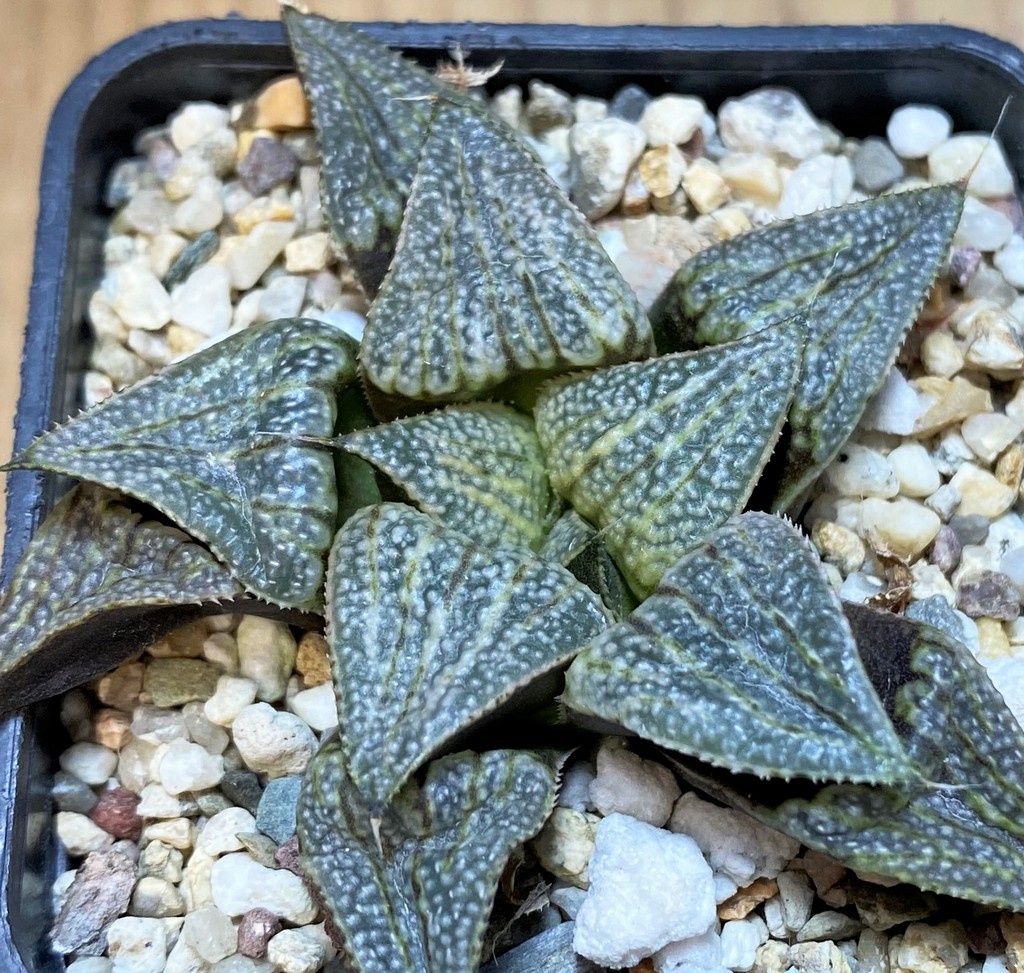 SH27313 Haworthia splendens x groenewaldii
