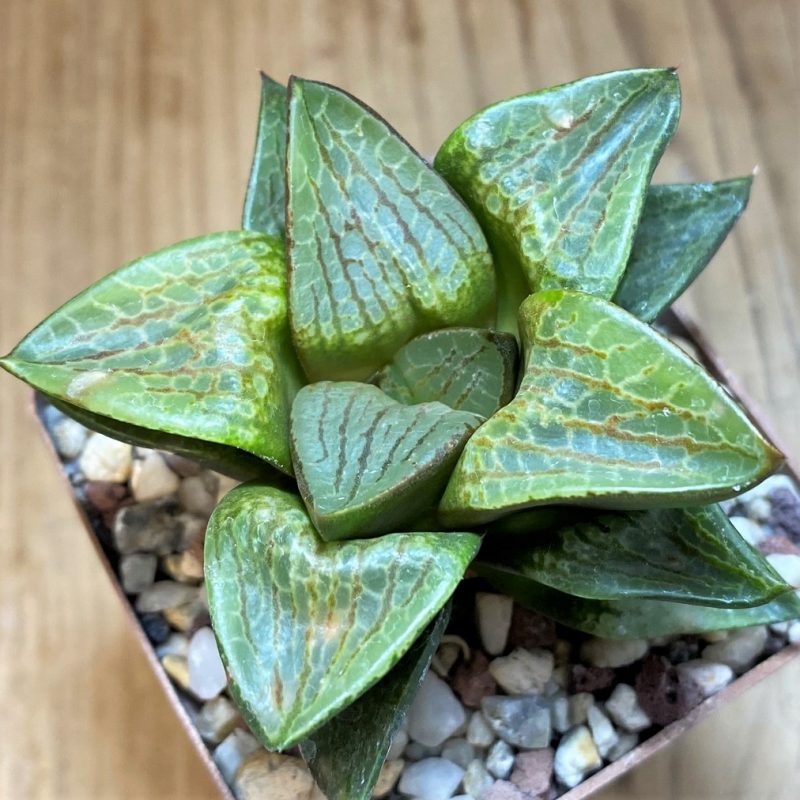 SH27314 Haworthia comptoniana, select form