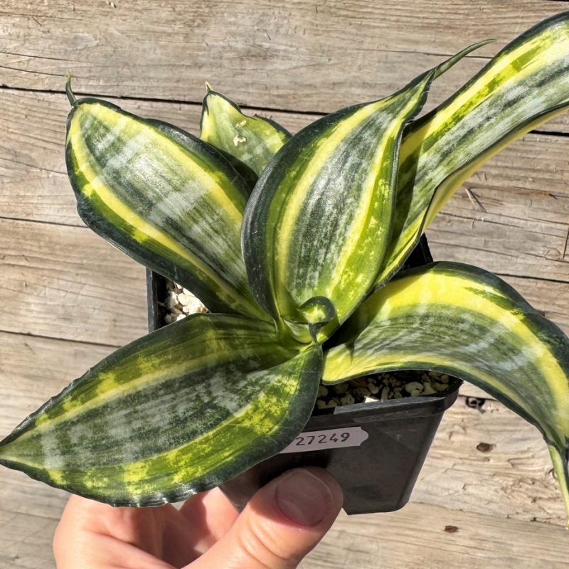 SH27249 Sansevieria ‘Japanese Twister’