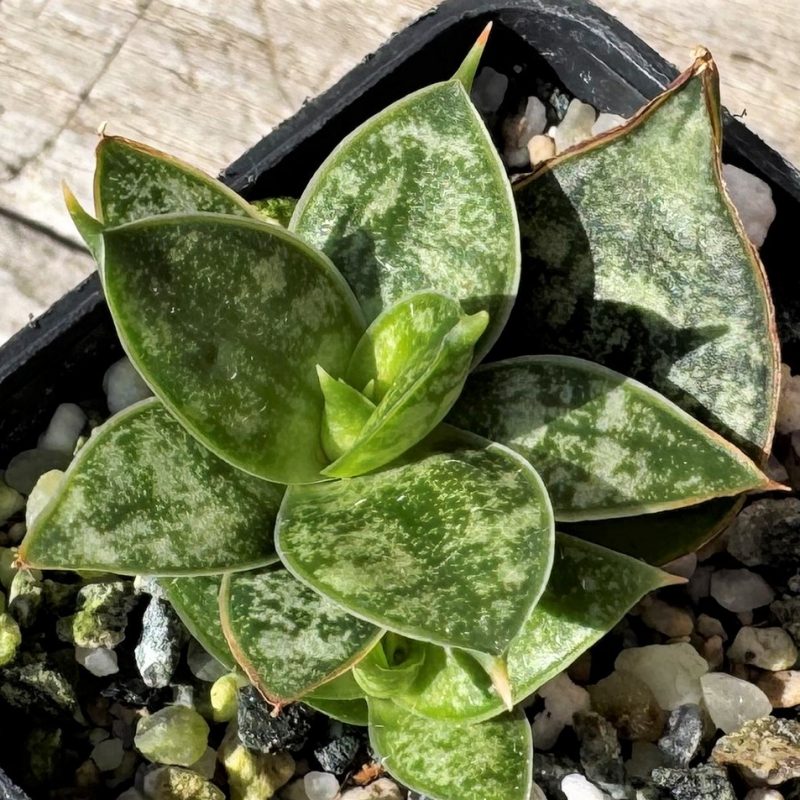 SH27243 Sansevieria ‘Margarita’